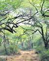 41 sq km of Southern Ridge declared reserved forest to control pollution. The Morning Standard
