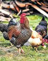 Man let loose 2K country chicken in field, villagers wait for lavish feast Man let loose 2K country chicken in field, villagers wait for lavish feast16