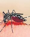 Dip in dengue cases, but malaria infections remain close to last year’s levels Dip in dengue cases, but malaria infections remain close to last year’s levels14