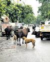 BJP & AAP lock horns over stray cattle menace in Patparganj locality22