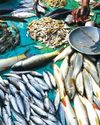 Centre brings framework for fisheries and aquaculture to promote exports Centre brings framework for fisheries and aquaculture to promote exports22