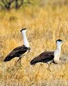 ₹5K for spotting Great Indian Bustard soon ₹5K for spotting Great Indian Bustard soon23