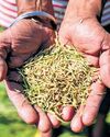 AP traders seize opportunity as several Odisha dists yet to start paddy purchase19