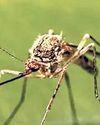 4 dengue deaths in city this year, significant drop in vector-borne diseases26