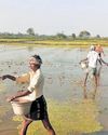 40% farmers linked to coops see improved yields36