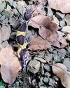 Rare 'leopard Gecko' lizard found accidentally in MP tiger sanctuary33