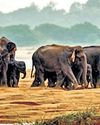 1 L bamboo saplings to be planted in Chandaka to prevent jumbos' entry20