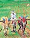 C'garh agri sector posts robust growth in 2 years; food grains, pulses stay firm32