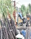 Pongal in TN turns into political outreach drive16