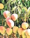 At ₹300/kg, mangoes reach T’gana markets early26