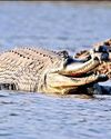 Survey brings cheer, 3K endangered gharials spotted in Ganga river basin43