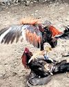 Despite ban, rooster fights continue in AP, ₹2K cr changes hands22