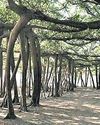 Heritage tree tag for Chennai’s century-old sentinels17