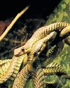 Over 2.3K snakes, including venomous species, recorded during rescue in TN30