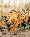 Human-wildlife conflict: Tiger claw seized, 2 arrested in Nallamala forest27