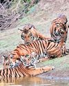 Odisha told to rework eco-sensitive zone plan for Satkosia Tiger Reserve Odisha told to rework eco-sensitive zone plan for Satkosia Tiger Reserve17
