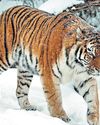Siberian tigers in China put on rotational fasting after fest binge25