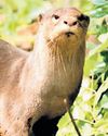 First otter pup born in city zoo over two decades after species vanished First otter pup born in city zoo over two decades after species vanished19