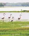 Gujarat wetland authority formed, but not a single meeting held in two years40