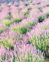Purple promise of a mountain20
