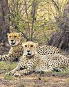National tiger body to help create MP-Rajasthan cheetah corridor National tiger body to help create MP-Rajasthan cheetah corridor30