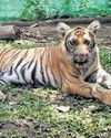 Kerala tigress longest to be kept in captivity Kerala tigress longest to be kept in captivity20
