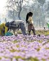 Uncertain times as Iran war casts shadow on Kashmir's spring tourism48