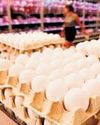 Egg prices crash in Karnataka as export to Gulf region stops, demand drops28