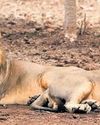 Asiatic lion deaths trigger alarm in Gir, Gujarat Asiatic lion deaths trigger alarm in Gir, Gujarat42