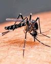 Lesser cases of dengue, chikungunya this year Lesser cases of dengue, chikungunya this year17
