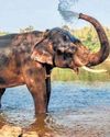 Kerala elephant sanctuary faces tough questions Kerala elephant sanctuary faces tough questions15