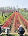 The bloom is back, record 3.1L visit Srinagar’s Tulip Garden in 19 days The bloom is back, record 3.1L visit Srinagar’s Tulip Garden in 19 days0