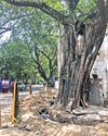 TRENCHING DAMAGES TREES IN LUTYENS’ DELHI TRENCHING DAMAGES TREES IN LUTYENS’ DELHI4