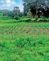 Climate change and farmers' struggles in Mannar Climate change and farmers' struggles in Mannar