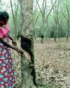 CRTA warns US tariff hike will devastate Sri Lanka’s rubber industry CRTA warns US tariff hike will devastate Sri Lanka’s rubber industry