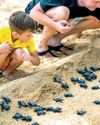 Reveal the Collection Mirissa striving to create meaningful difference with turtle hatchery Reveal the Collection Mirissa striving to create meaningful difference with turtle hatchery