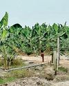 MAJOR COMPANIES INVOLVED IN PALM OIL MAFIA MAJOR COMPANIES INVOLVED IN PALM OIL MAFIA