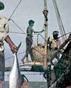 NAVIGATING SRI LANKAN ‘CANNED FISH’ THROUGH THE INDIAN OCEAN NAVIGATING SRI LANKAN ‘CANNED FISH’ THROUGH THE INDIAN OCEAN