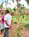 Wild elephants pull down historic Bo tree in Mahakumbukkadawala Wild elephants pull down historic Bo tree in Mahakumbukkadawala
