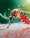 Chikungunya surge: PUBLIC COMPLAINTS GALOPE Chikungunya surge: PUBLIC COMPLAINTS GALOPE