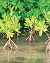 For a greener tomorrow SRI LANKA MARKS INTL. MOTHER EARTH DAY TODAY For a greener tomorrow SRI LANKA MARKS INTL. MOTHER EARTH DAY TODAY