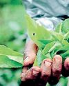 1Q tea output expands 6.2% YoY on broad elevation gains 1Q tea output expands 6.2% YoY on broad elevation gains