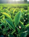 Tea industry overview - First quarter 2025 Tea industry overview - First quarter 2025