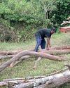 Are uniforms involved in the Wilpattu timber racket? Are uniforms involved in the Wilpattu timber racket?