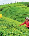 CELEBRATING INTERNATIONAL TEA DAY CELEBRATING INTERNATIONAL TEA DAY