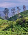 Unlocking future of Sri Lanka's tea sector through regenerative agriculture Unlocking future of Sri Lanka's tea sector through regenerative agriculture