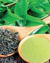 Colombo Tea Auction sees highest offerings since May 202319