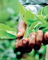 Tea auction offering crosses 6 mn Kgs this week22