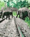 ELEPHANT-TRAIN COLLISION CASES heard on World Environment Day11