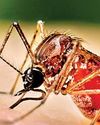 Dengue rises, not at alarming levels6